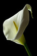 canvas print picture - calla lily 23