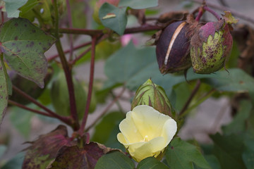 cotton bloom that is bright yellow with lots of plants around in the field