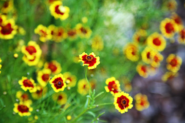 small flowers