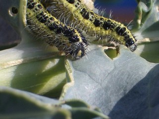 2 caterpillars munching on the cabbage