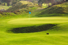 Cat On Golf Course