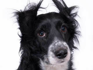 Fototapete - dog