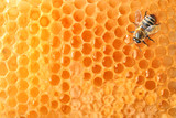 bee on honeycomb