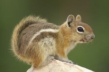 squirrel