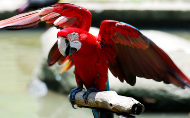 parrot