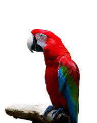 parrot