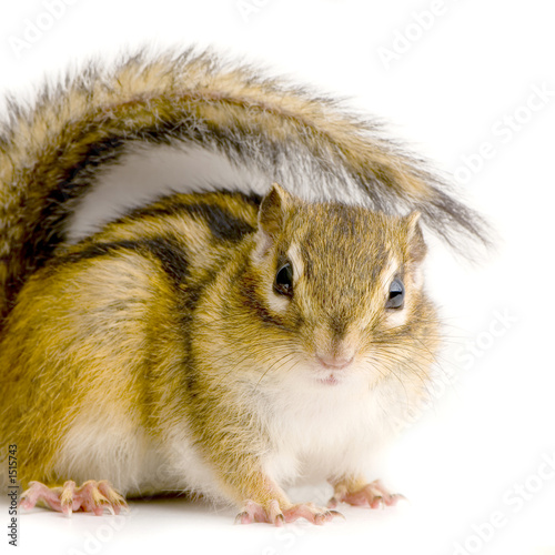 Jalousie-Rollo - ecureuil - chipmunk ou écureuils d'eurasie (von Eric Isselée)