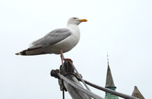 Proud Seagull