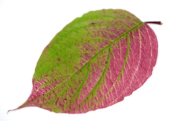 leaf 30