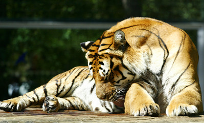 tigre 2