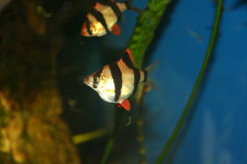 exotic fish, barbus tetrazona