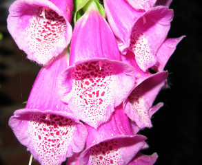 Wall Mural - digitalis