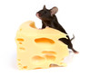 canvas print picture - mouse and cheese
