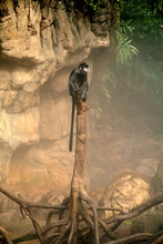 Monkey Sitting On Tree