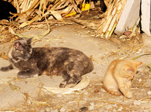 Barn Cat And Kitten