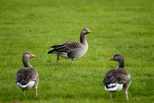 Geese On Grass Field