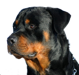 Poster - tete de rottweiler