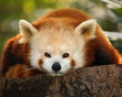a small panda (firefox) in bronx zoo