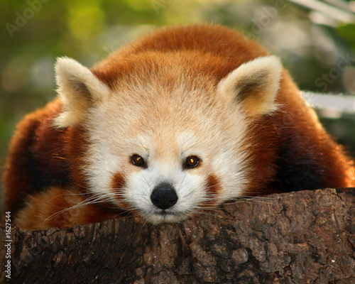 Fotomural a small panda (firefox) in bronx zoo