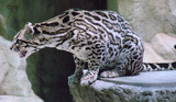growling ocelot