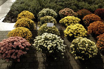 Poster - pôts de chrysanthèmes