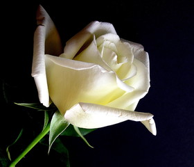 white rose