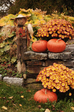 Scarecrow With Pumpkins