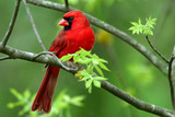 Fototapeta Zwierzęta - cardinal
