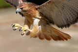 Fototapeta Zwierzęta - hawk attack