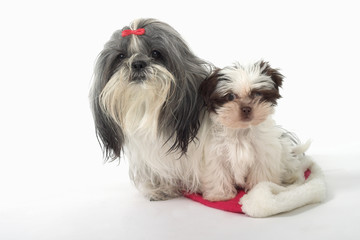 two dogs sitting on a santa hat