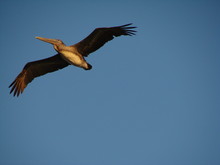 Pelican In Flightt