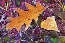 Autumn Leaves With Frost