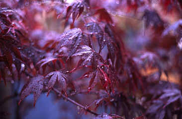 acer palmatum, variety bloodgood