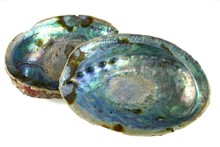 Paua Shell