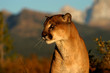 canvas print picture portrait of a cougar