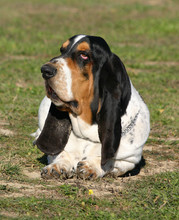 Basset Droopy