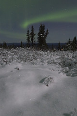 Wall Mural - lonely spruce in moon landscape with aurora boreal