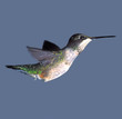 canvas print picture hummingbird closeup