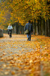 walk in autumn park