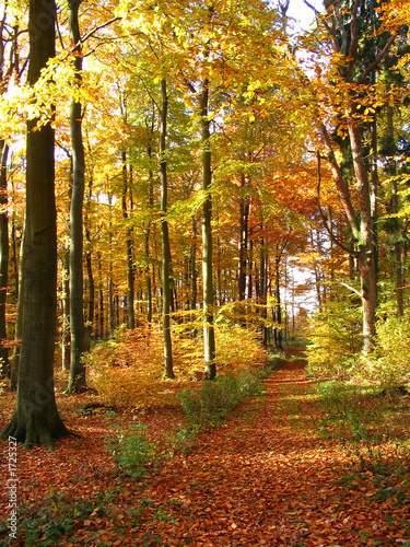 Obraz w ramie waldweg im herbstwald