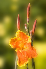 Orange Orchid Flower