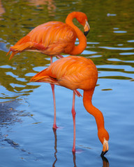 Fotoroleta flamingo woda różowy widzieć