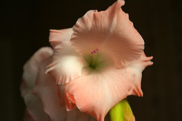 flower 2