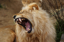 Angola Lion, Panthera Leo Bleyenbergi