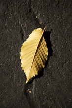 Fallen Leaf 2