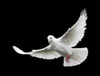 canvas print picture white dove in flight 6