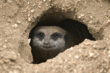 Meerkat In Hole