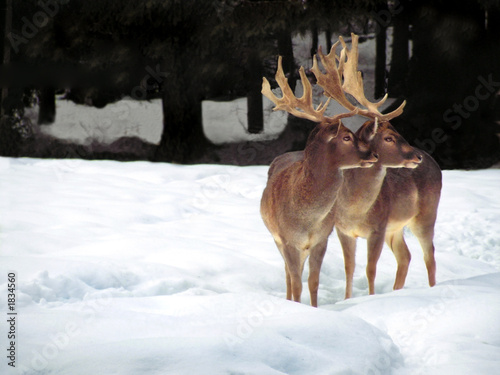 Plakat jelenie w śniegu