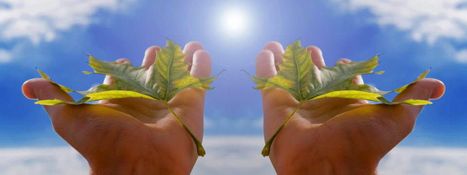 Fototapete -  - leaf and sky