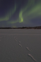 Wall Mural - faint aurora borealis over frozen lake